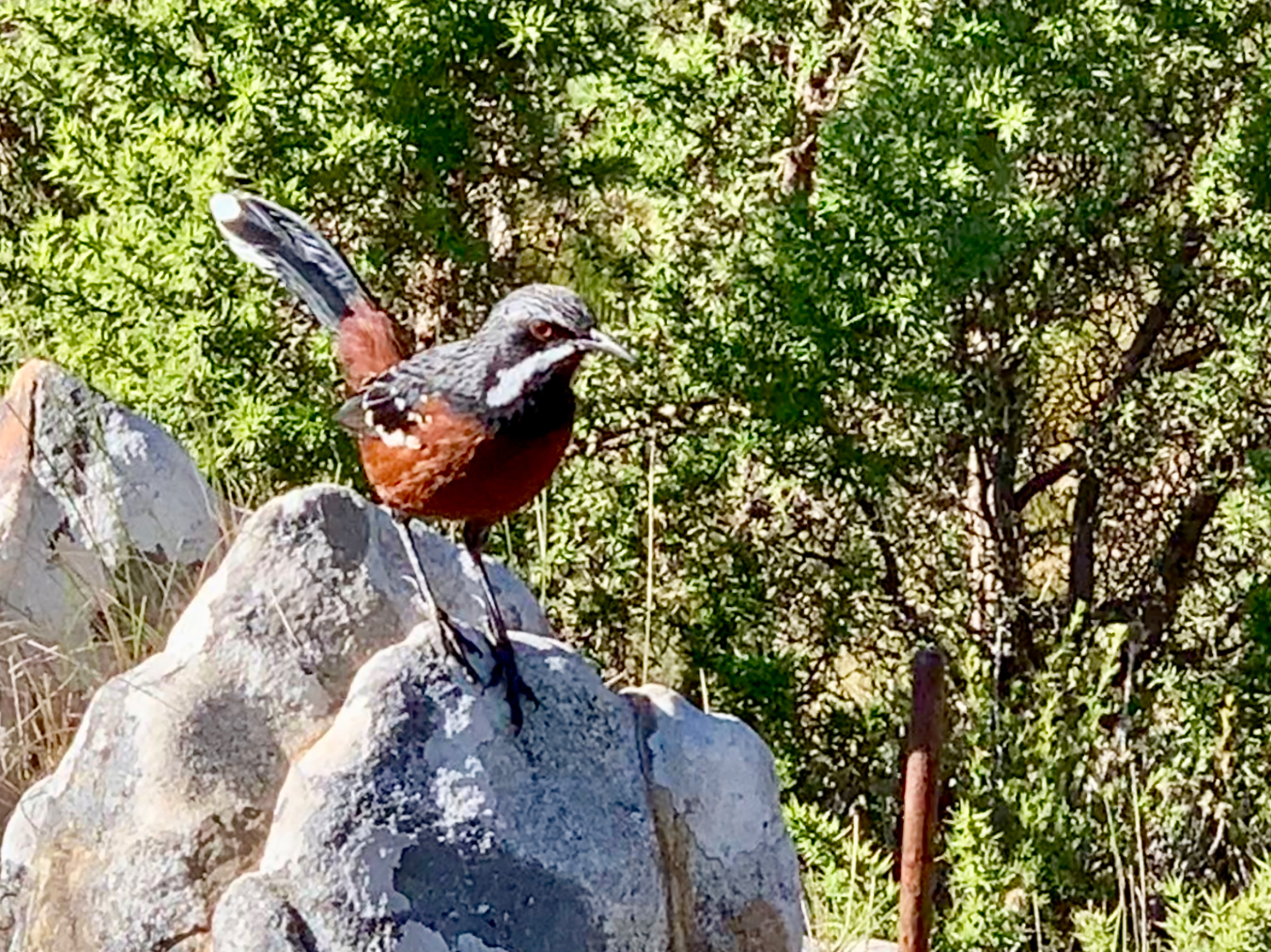 Cape Rockjumper